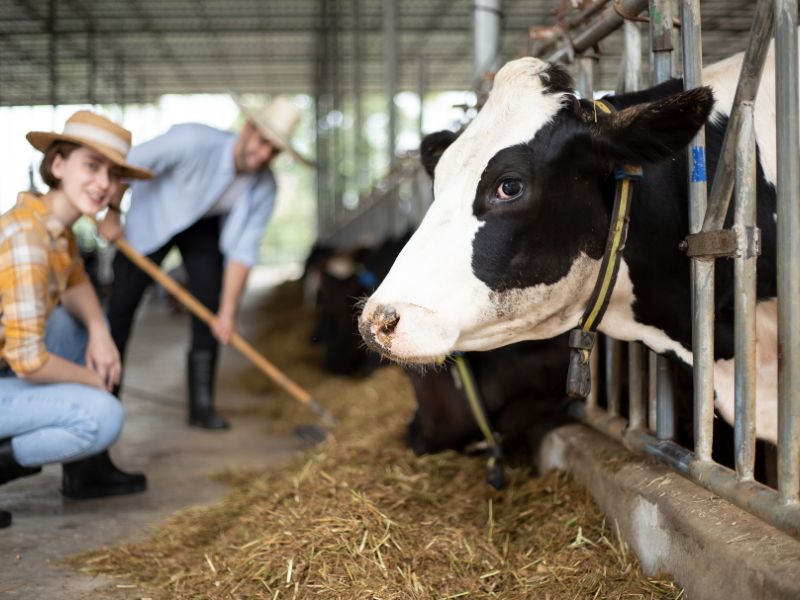 Tuyển dụng kỹ sư chăn nuôi đang trở thành ngành “HOT” hiện nay