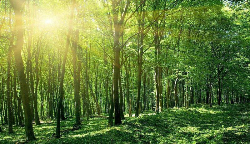 Các khối tuyển sinh thường gặp trong ngành lâm nghiệp