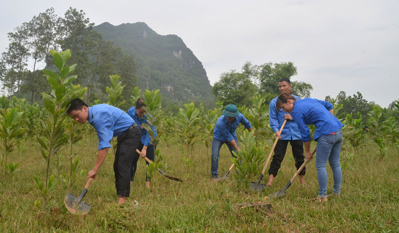 Một số công việc phổ biến mà sinh viên ngành lâm nghiệp