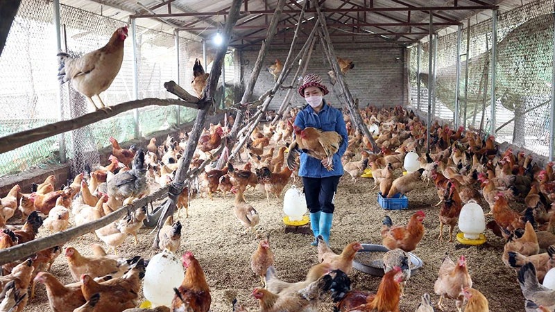 Ngành chăn nuôi là một trong những ngành học quan trọng trong lĩnh vực nông nghiệp và được đào tạo tại nhiều trường đại học uy tín ở Việt Nam