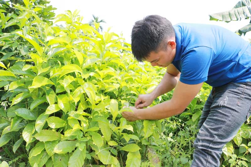Việc làm kỹ sư lâm nghiệp đang được đầu tư với nhiều tiềm năng, cơ hội