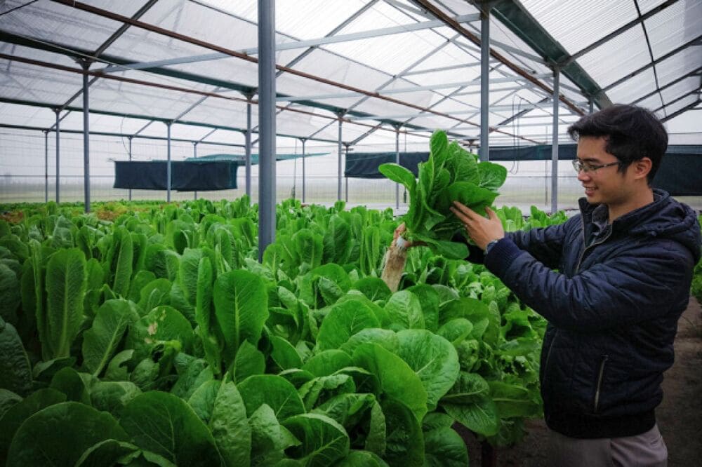 Kỹ sư nông nghiệp là chuyên gia áp dụng khoa học và công nghệ vào sản xuất nông nghiệp trồng trọt và chăn nuôi