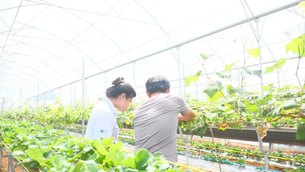 Kỹ thuật trồng trọt luôn được áp dụng những công nghệ khoa học tiên tiến nhất để mang lại hiệu quả