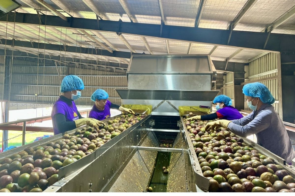 Việc làm Gia Lai đang thu hút nguồn lao động tại các khu nông nghiệp và công nghiệp lớn