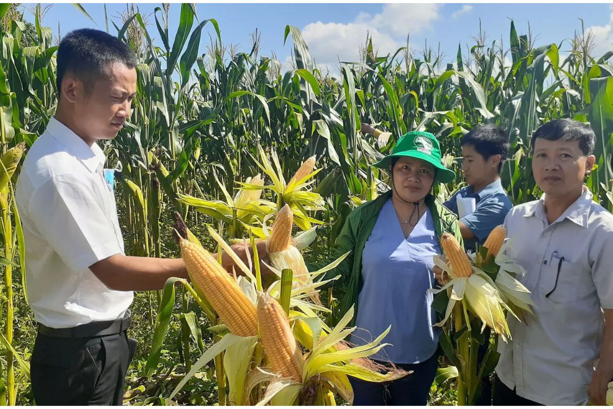 Nông nghiệp là công việc phổ thông tại vùng đất Gia Lai 