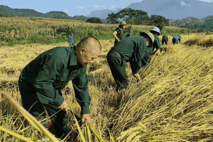 Lấy nông nghiệp làm nền kinh tế chủ đạo, các công việc thu hoạch và chế biến tại Lộc Ninh khá phát triển