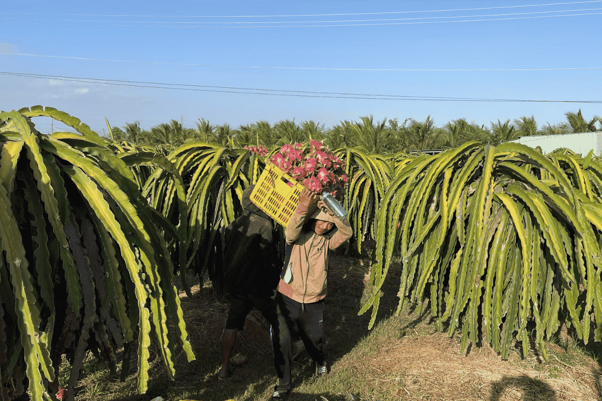 Với sự phát triển mạnh mẽ trong ngành nông sản, người lao động có thể dễ dàng tìm việc làm vườn Bình Thuận