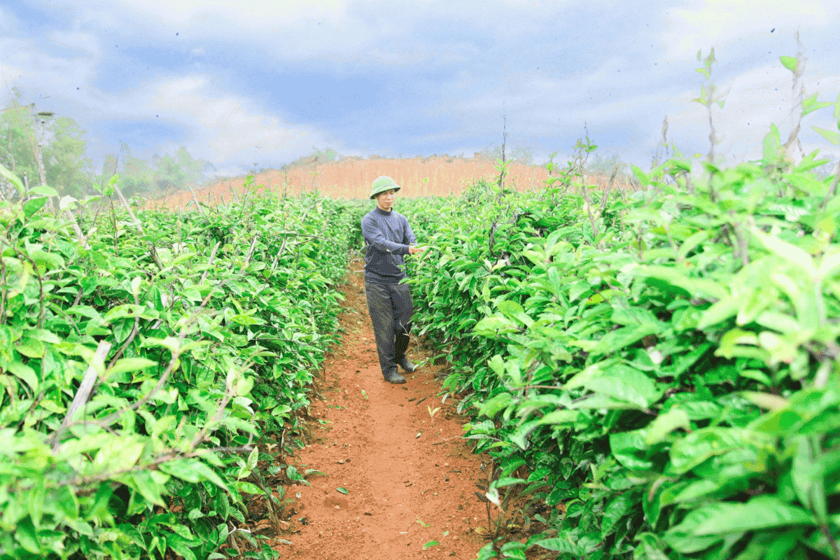 Nhu cầu việc làm Bắc Bình, Bình Thuận thường tập trung vào ngành nông sản