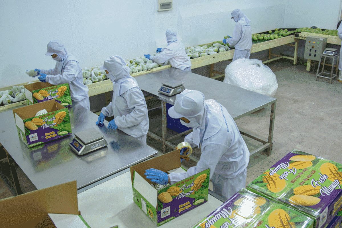 Nhu cầu tuyển dụng nhân viên đóng gói tập trung chủ yếu ở khu vực Lấp Vò, Đồng Tháp 