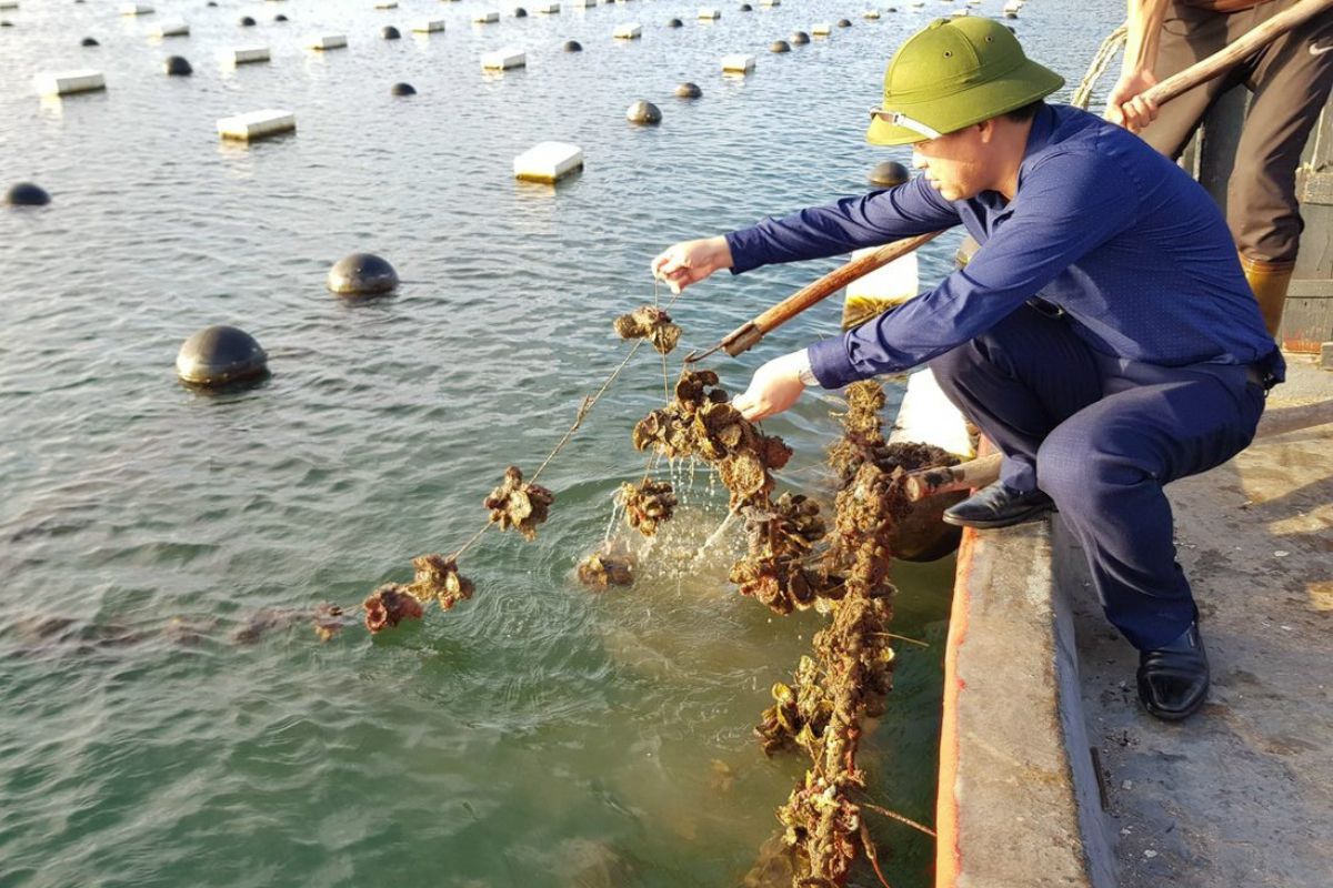Thủy hải sản đang tạo ra nhiều cơ hội việc làm tại Sóc Trăng. Việc làm Sóc Trăng mới nhất cũng đang được người lao động trong khu vực quan tâm, chú ý.