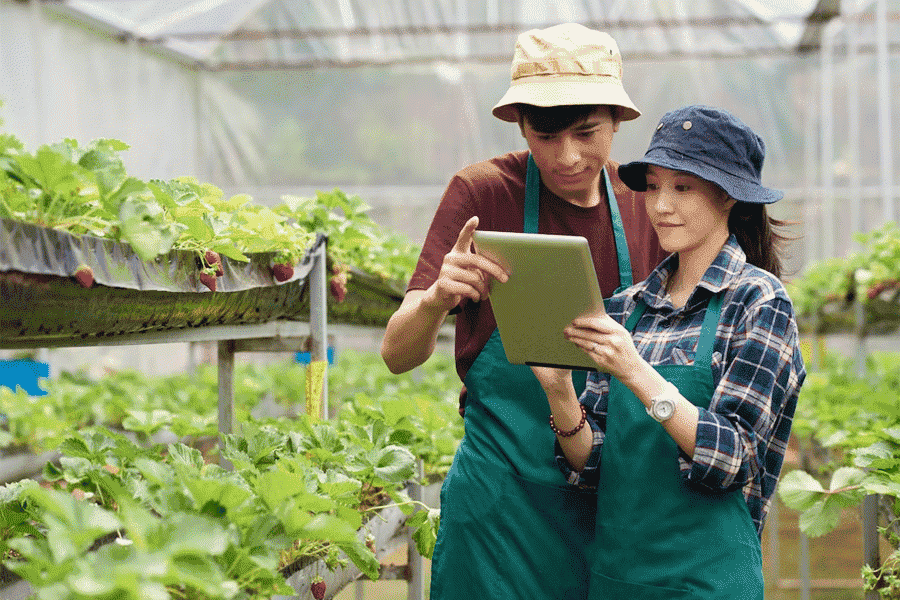 Huyện Ea Kar cũng cho thấy nhu cầu tuyển dụng cao trong lĩnh vực trồng trọt