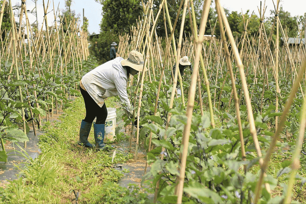 Việc làm vườn tại Đắk Nông thu hút sự quan tâm của nhiều bộ phận người lao động